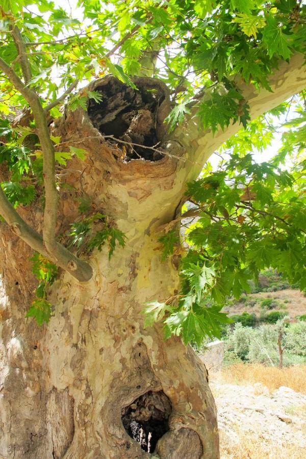 Petrakis Cretan Homes Kíssamos Exterior foto